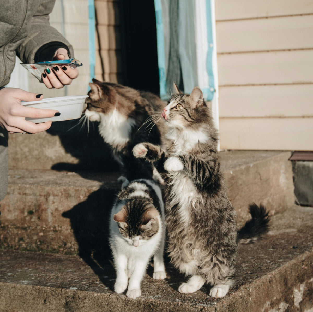 🐾💛 One Meal for a Stray Animal